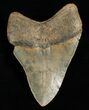Inch Megalodon Tooth - Carolinas #4985-2